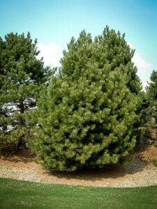 Сосна Чёрная (Pinus Nigra) купить по цене от 270.00р. в интернет-магазине «Посадика» с доставкой почтой в в Фатеже и по всей России – [изображение №1].