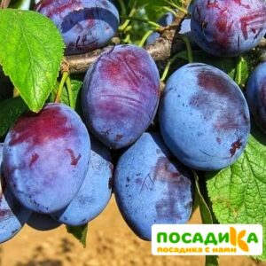 Слива Чачакская ранняя купить по цене от 229.00р. в интернет-магазине «Посадика» с доставкой почтой в в Фатеже и по всей России – [изображение №1].