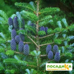 Пихта корейская (Abies koreana) купить по цене от 450.00р. в интернет-магазине «Посадика» с доставкой почтой в в Фатеже и по всей России – [изображение №1].