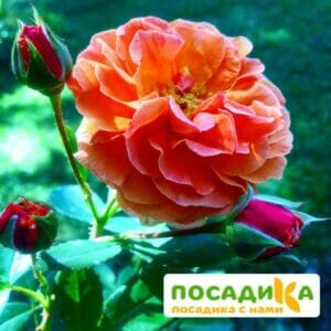 Роза Арабия купить по цене от 350.00р. в интернет-магазине «Посадика» с доставкой почтой в в Фатеже и по всей России – [изображение №1].