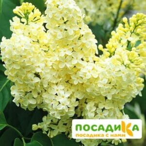 Сирень Примроуз (Primrose) купить по цене от 529.00р. в интернет-магазине «Посадика» с доставкой почтой в в Фатеже и по всей России – [изображение №1].