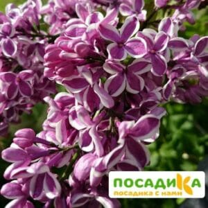 Сирень Сенсация купить по цене от 529.00р. в интернет-магазине «Посадика» с доставкой почтой в в Фатеже и по всей России – [изображение №1].