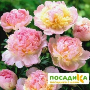 Пион Распберри Сандей (Paeonia Raspberry Sundae) купить по цене от 959р. в интернет-магазине «Посадика» с доставкой почтой в в Фатеже и по всей России – [изображение №1].