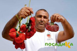 Клубника Гигант Джорнея купить по цене от 266р. в интернет-магазине «Посадика» с доставкой почтой в в Фатеже и по всей России – [изображение №1].