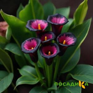 Калла Аура Лейс купить по цене от 400р. в интернет-магазине «Посадика» с доставкой почтой в в Фатеже и по всей России – [изображение №1].