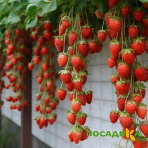 Клубника вьющаяся Комплимент купить по цене от 470р. в интернет-магазине «Посадика» с доставкой почтой в в Фатеже и по всей России – [изображение №1].