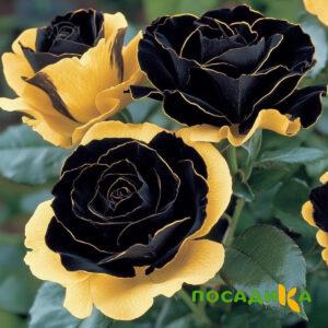 Роза Ханни Сикл купить по цене от 700р. в интернет-магазине «Посадика» с доставкой почтой в в Фатеже и по всей России – [изображение №1].