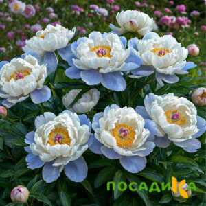Пион акварельный Этюд купить по цене от 806р. в интернет-магазине «Посадика» с доставкой почтой в в Фатеже и по всей России – [изображение №1].