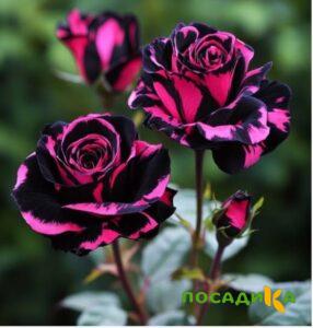 Роза Багровый Шепот купить по цене от 366р. в интернет-магазине «Посадика» с доставкой почтой в в Фатеже и по всей России – [изображение №1].