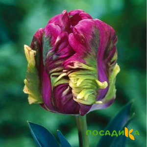 Тюльпан Экзотик Хэвен купить по цене от 186р. в интернет-магазине «Посадика» с доставкой почтой в в Фатеже и по всей России – [изображение №1].