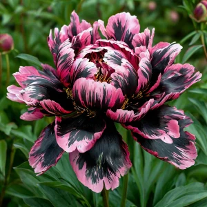 Пион Дроп Руби купить по цене от 469р. в интернет-магазине «Посадика» с доставкой почтой в в Фатеже и по всей России – [изображение №1].