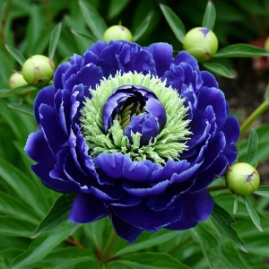 Пион Дримвивер купить по цене от 417р. в интернет-магазине «Посадика» с доставкой почтой в в Фатеже и по всей России – [изображение №1].