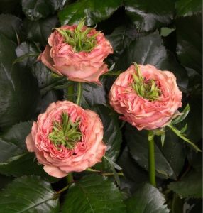 Роза Амбер Инчант купить по цене от 495р. в интернет-магазине «Посадика» с доставкой почтой в в Фатеже и по всей России – [изображение №1].