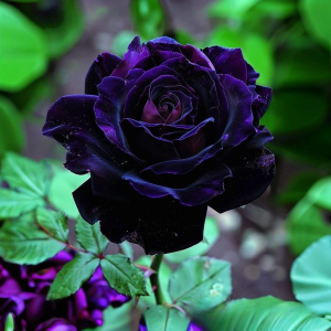 Роза Блэк Пантер купить по цене от 319р. в интернет-магазине «Посадика» с доставкой почтой в в Фатеже и по всей России – [изображение №1].