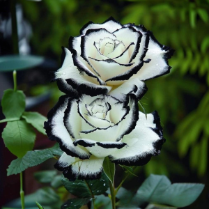 Роза Силк Ивин купить по цене от 319р. в интернет-магазине «Посадика» с доставкой почтой в в Фатеже и по всей России – [изображение №1].