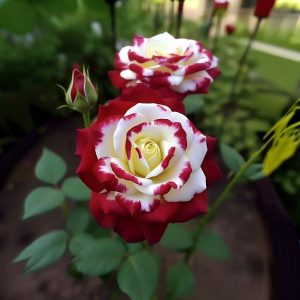 Роза Роял Глом купить по цене от 401р. в интернет-магазине «Посадика» с доставкой почтой в в Фатеже и по всей России – [изображение №1].