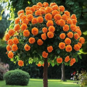 Роза Солнечный Шарм купить по цене от 349р. в интернет-магазине «Посадика» с доставкой почтой в в Фатеже и по всей России – [изображение №1].