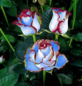 Роза Сафайер Пэтл купить по цене от 450р. в интернет-магазине «Посадика» с доставкой почтой в в Фатеже и по всей России – [изображение №1].